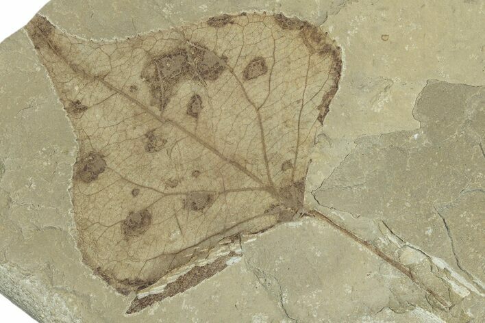 Detailed Fossil Leaf (Populus) - Green River Formation, Utah #323383